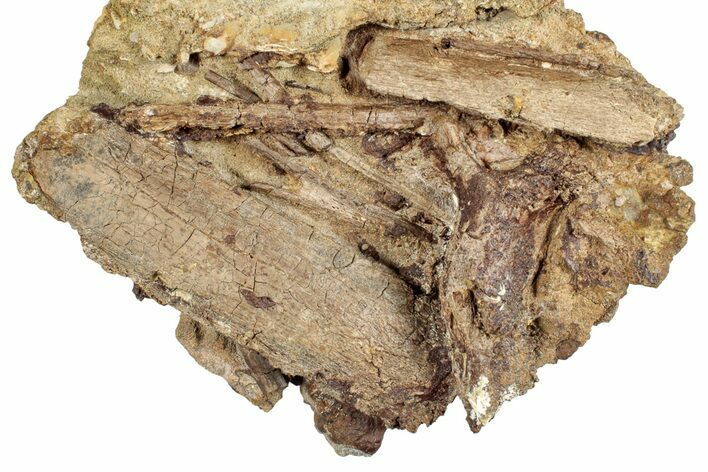 Dinosaur Tendons and Partial Ribs in Sandstone - Wyoming #264896